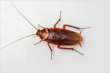 roach pest control columbia sc