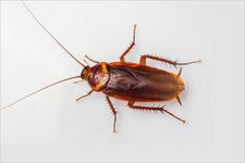 American Cockroaches 