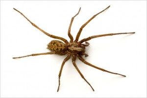 American House Spider