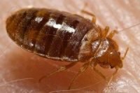Bed bug extermination Newberry SC