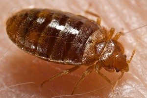 Bed Bug Heat Treatment