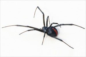 Black Widow Spider