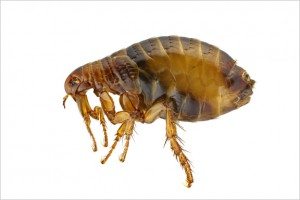 Flea Pest Control Columbia SC