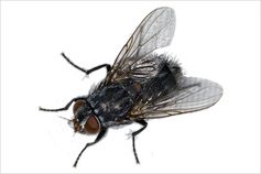 House Fly