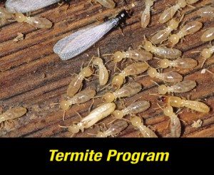 Termite Control Columbia SC