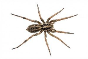 Wolf Spiders