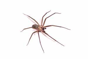 brown recluse Spider