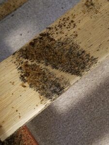 Bed Bug Exterminator in Newberry finding a Bed Bug Infestation.