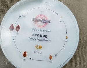 What bed bugs look like