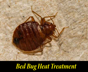Bed Bug Exterminator Columbia SC