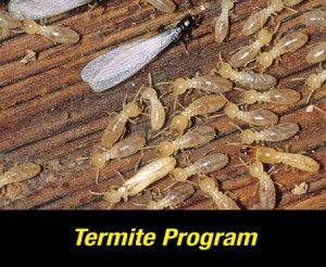 Termite Inspection Letter CL-100 Columbia SC